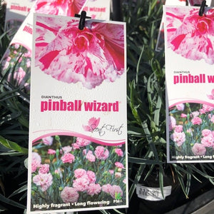 DIANTHUS SCENT FIRST RANGE