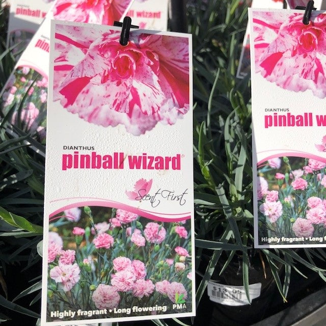 DIANTHUS SCENT FIRST RANGE