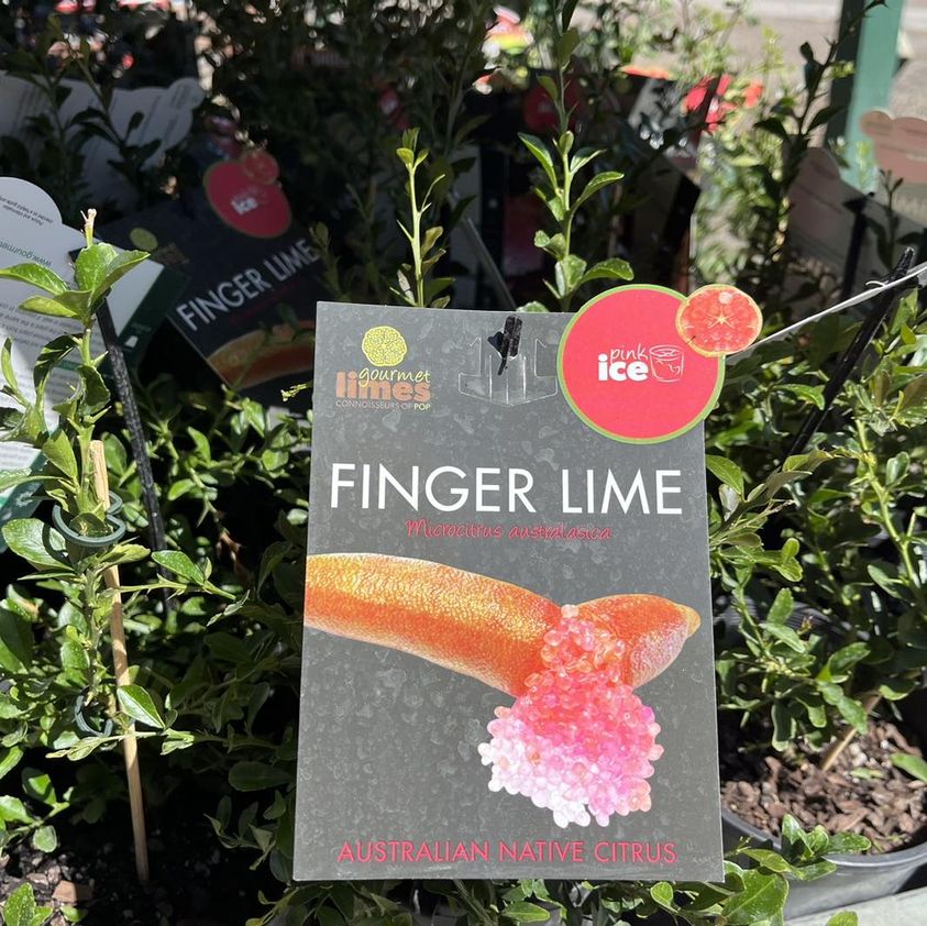 FINGER LIME PINK ICE
