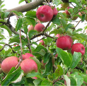 Fruit Trees Category