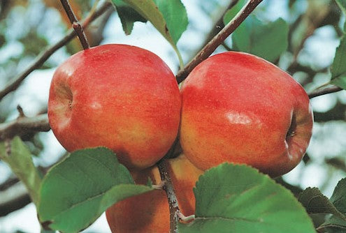 Fruit Trees Category