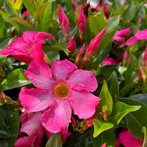 MANDEVILLA RED OR PINK