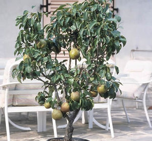 Dwarf Fruit Trees