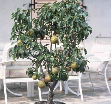 PEAR TRIXZIE PYVERT - BARE ROOTED