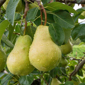 Fruit Trees Category
