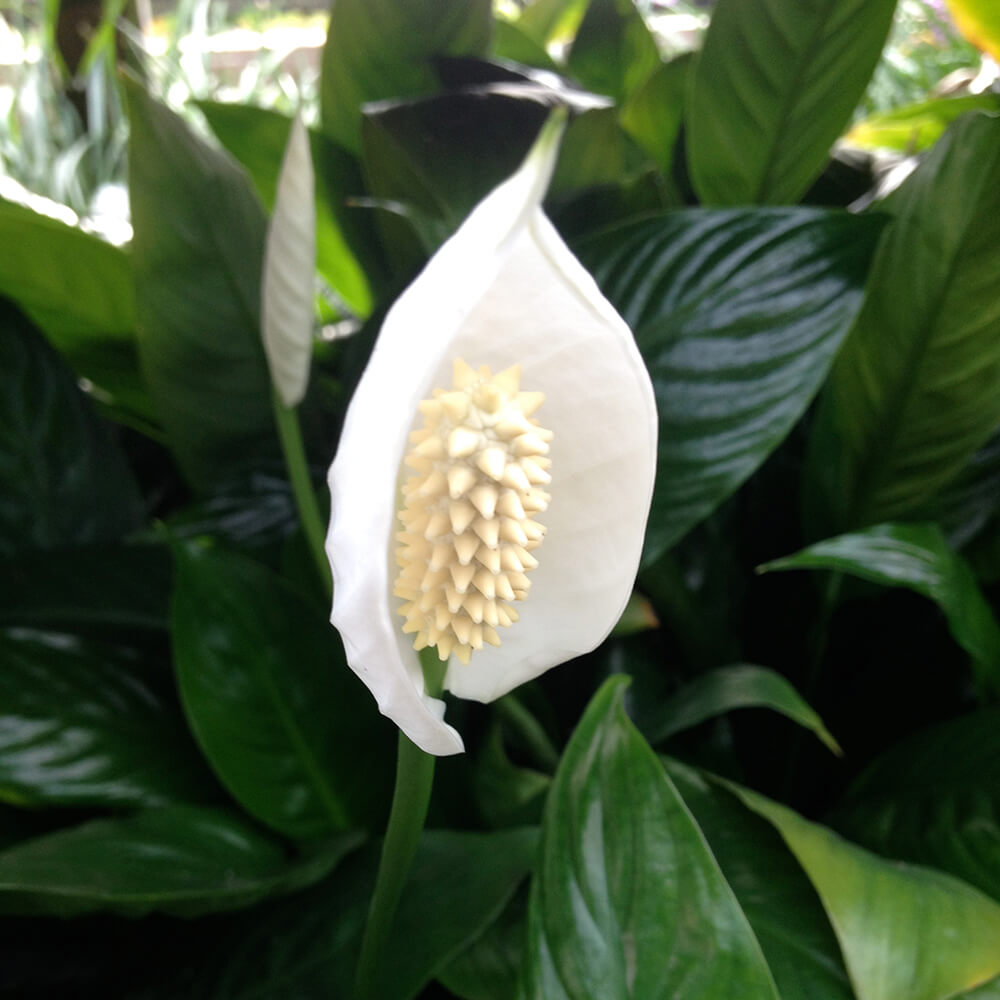 SPATHIPHYLLUM - PEACE LILY 130mm
