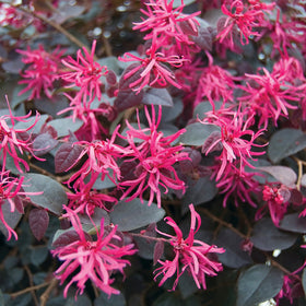 Flowering Plants