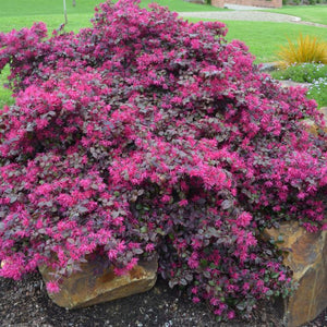 LOROPETALUM PLUM GORGEOUS 175MM