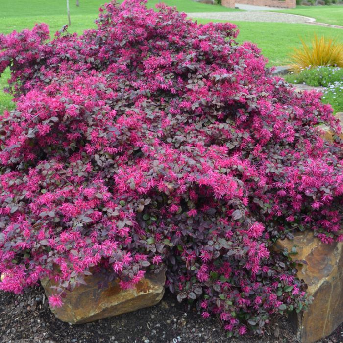 Flowering Plants