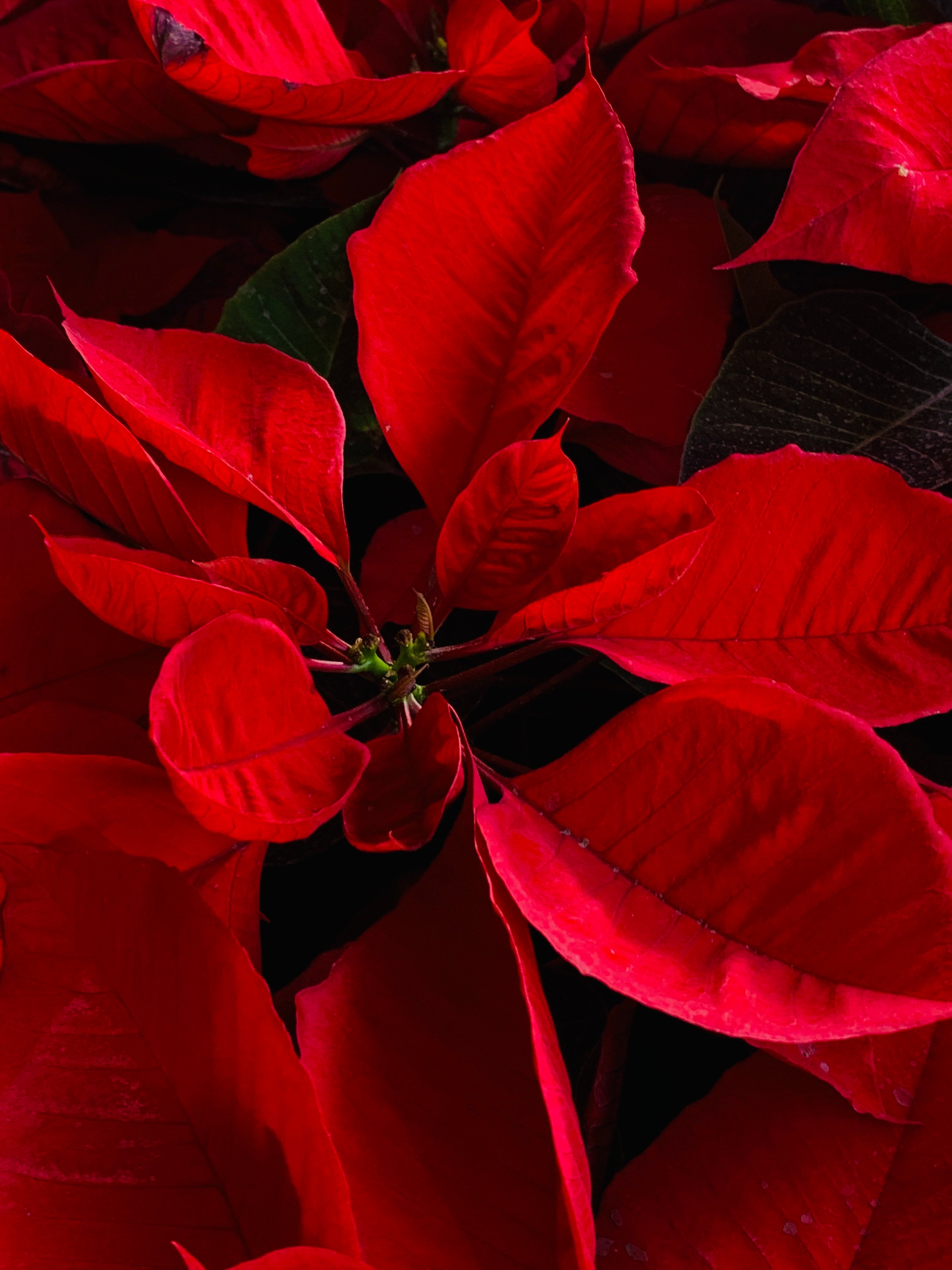 POINSETTIA