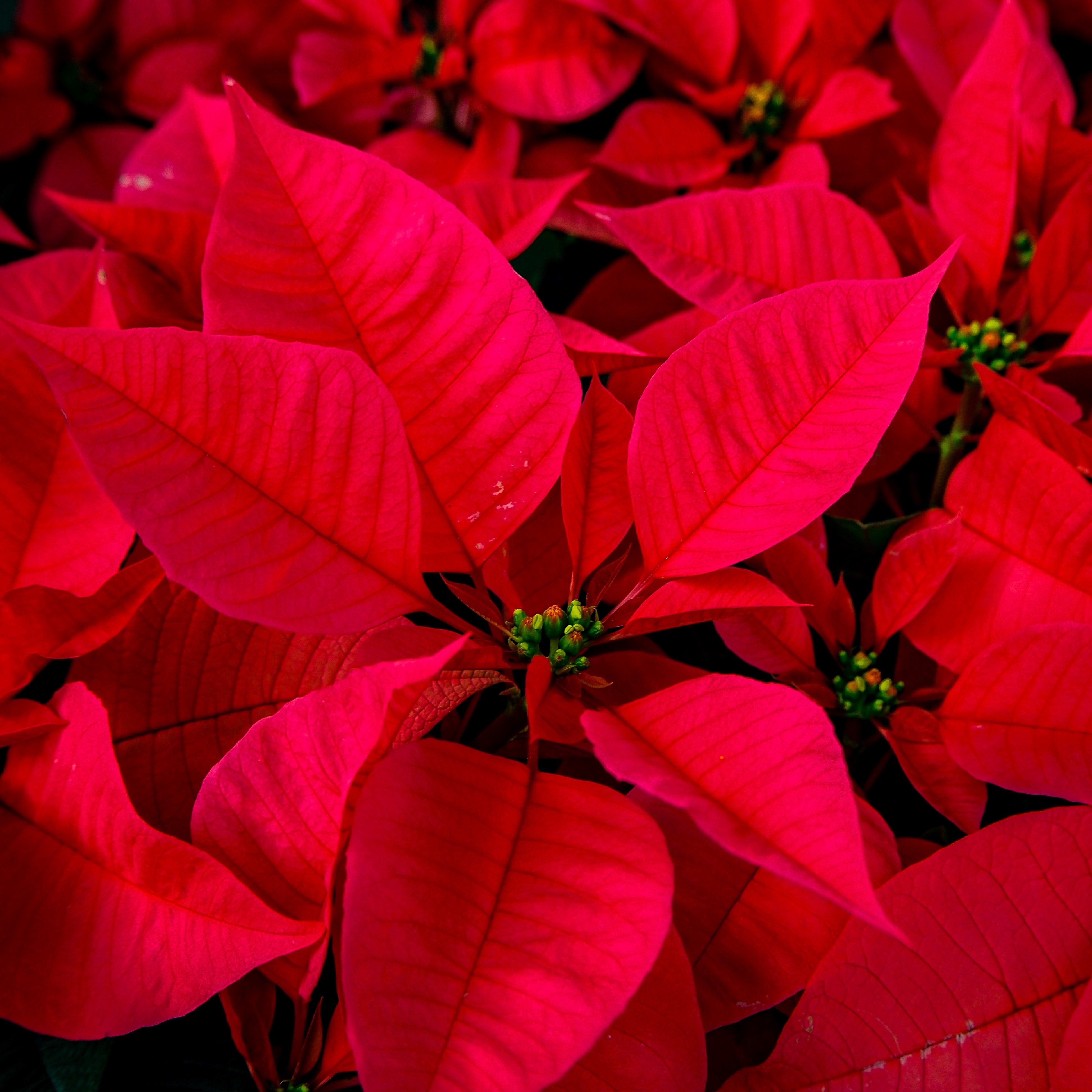 POINSETTIA