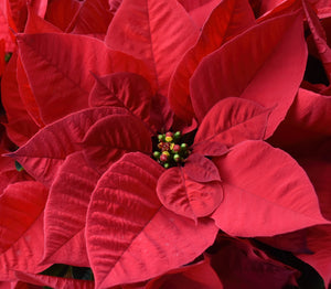 POINSETTIA