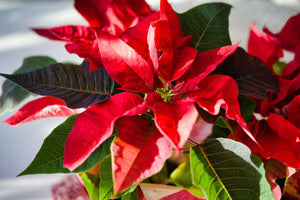 POINSETTIA