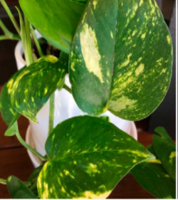 POTHOS EPIPREMNUM 200MM WITH TOTEM