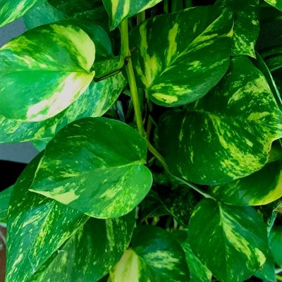POTHOS EPIPREMNUM 200MM WITH TOTEM