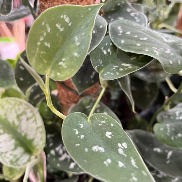 large satin pothos SILVER SATIN POTHOS on TOTEM