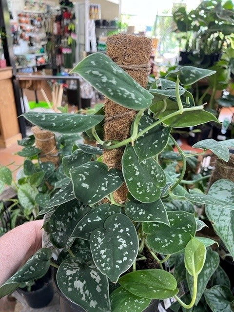 repotting silver pothos SILVER SATIN POTHOS on TOTEM