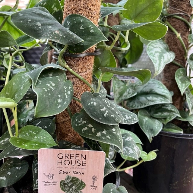 SILVER SATIN POTHOS on TOTEM
