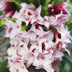 perfume princess daphne flower close up