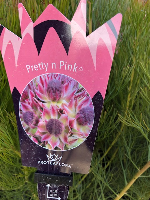 SERRURIA PRETTY N PINK