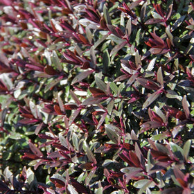 Flowering Plants