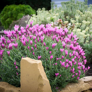 princess lavender plant THE PRINCESS LAVENDER