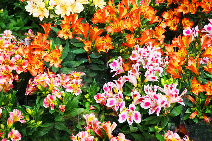 DWARF PRINCESS LILY - ALSTROMERIA
