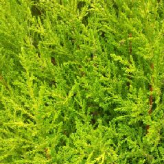 CUPRESSUS LEMON SCENT 200mm POT SIZE