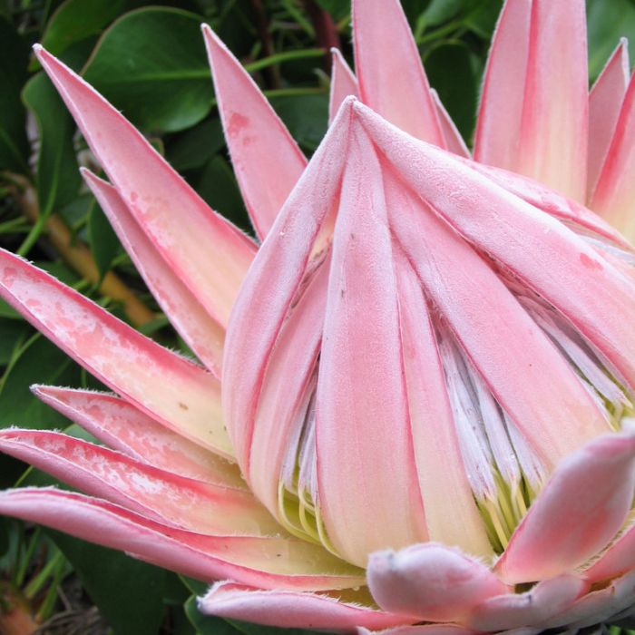 KING PINK PROTEA