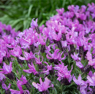 THE QUEEN LAVENDER