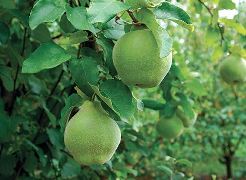 Fruit Trees Category