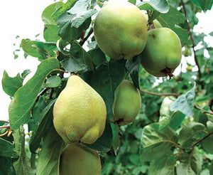 PRE ORDER -QUINCE SMYRNA - BARE ROOTED