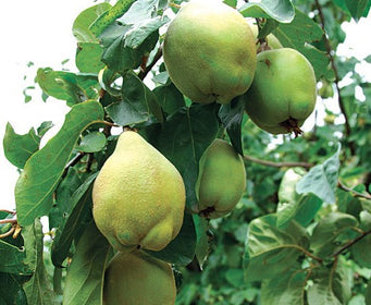 Fruit Trees Category