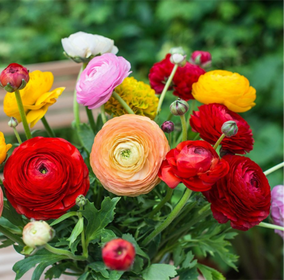 Flowering Plants