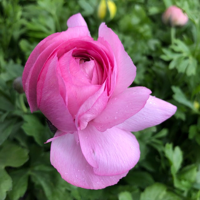 Flowering Plants