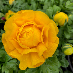 RANUNCULUS MACHE MIX