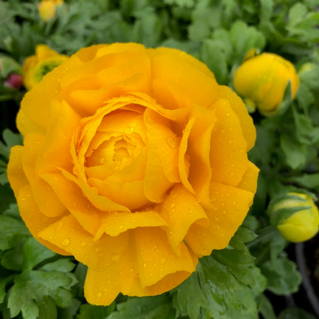 RANUNCULUS MACHE MIX