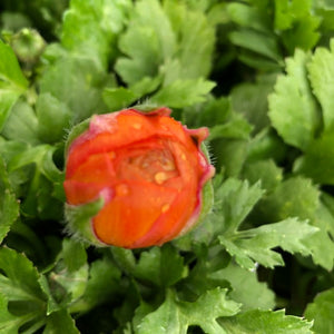 RANUNCULUS MACHE MIX