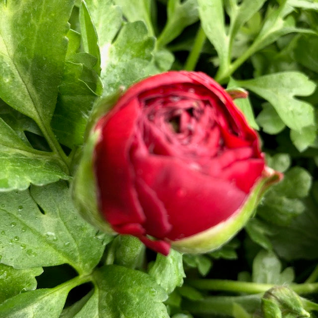 RANUNCULUS MACHE MIX