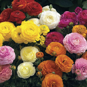 RANUNCULUS MACHE MIX
