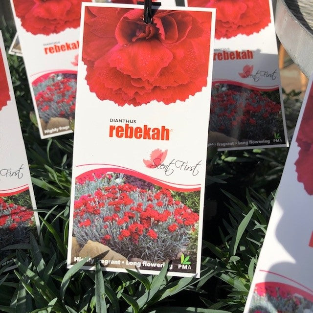 DIANTHUS SCENT FIRST RANGE