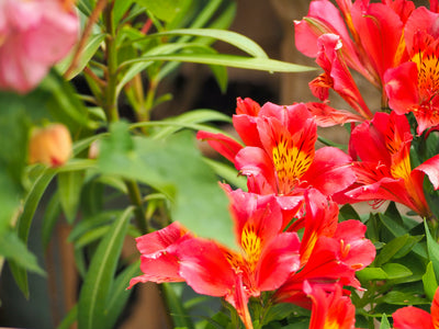 DWARF PRINCESS LILY - ALSTROMERIA
