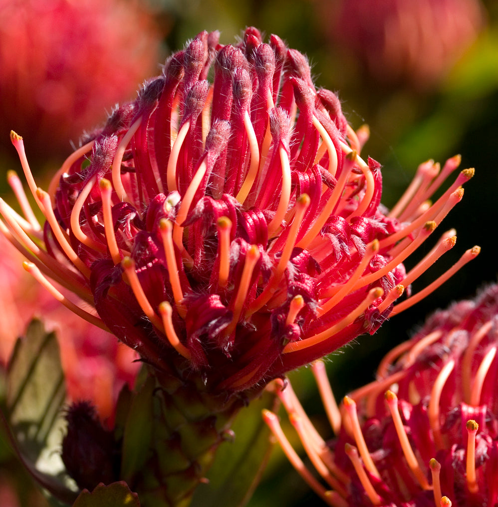 LEUCOSPERMUM CARNIVAL RED