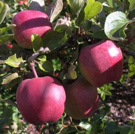 PRE ORDER -APPLE RED DELICIOUS - BARE ROOTED