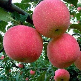 Fruit Trees Category