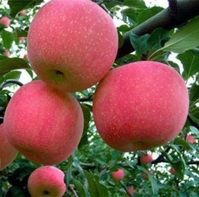 Apples
