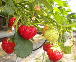 STRAWBERRY RUNNERS RED GAUNTLET PACK 10