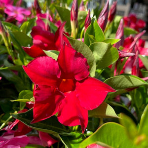 MANDEVILLA RED OR PINK