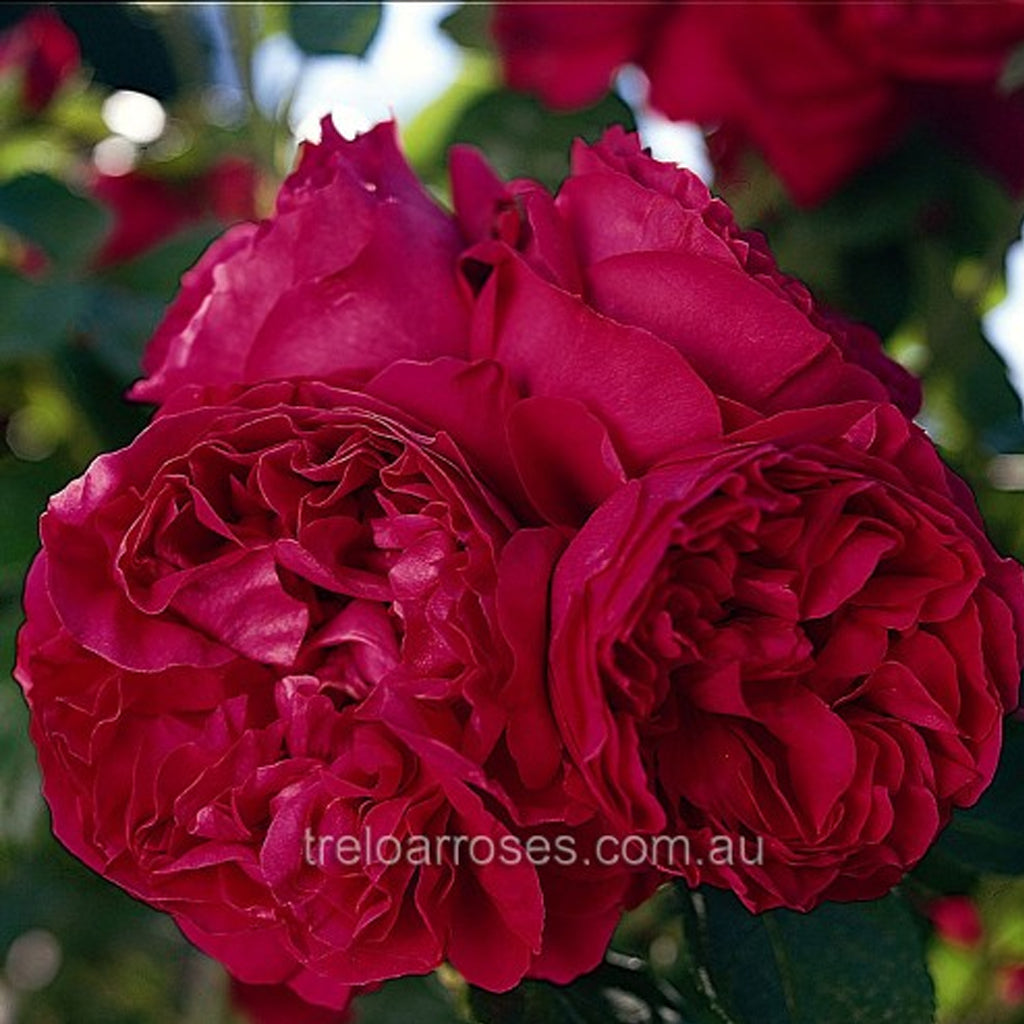 PRE ORDER - CLIMBING RED PIERRE PILLAR - Bare Rooted