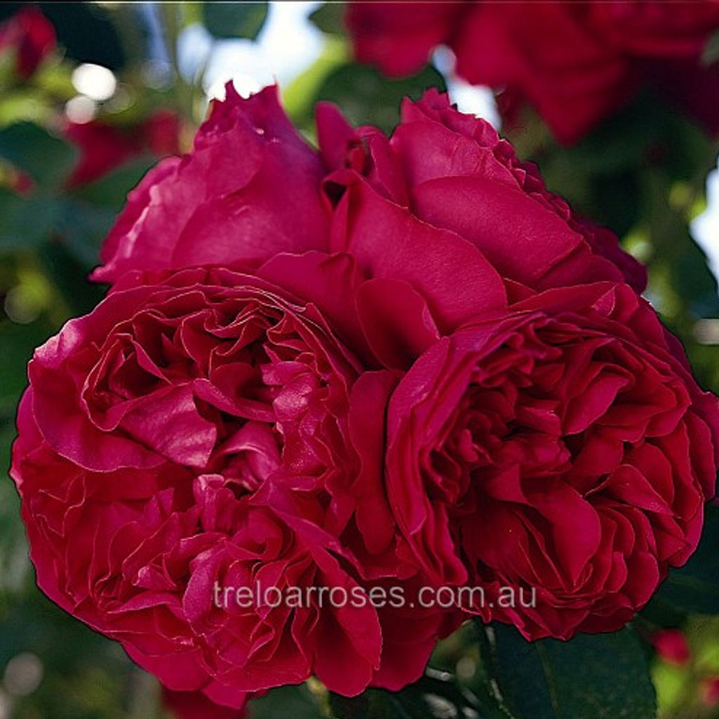 PRE ORDER - CLIMBING RED PIERRE PILLAR - Bare Rooted